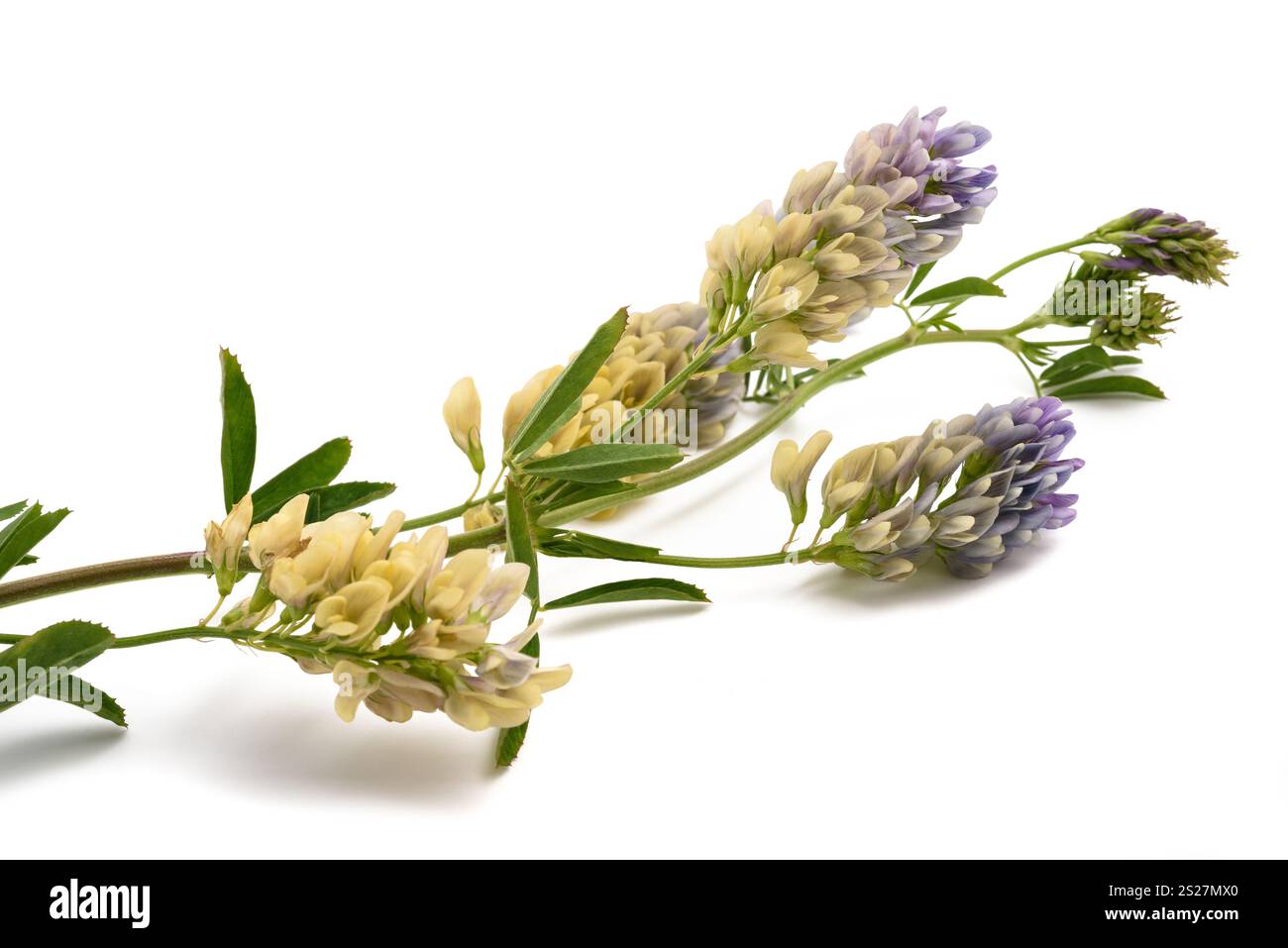 Medicago Sativa pianta isolata su sfondo bianco Foto Stock