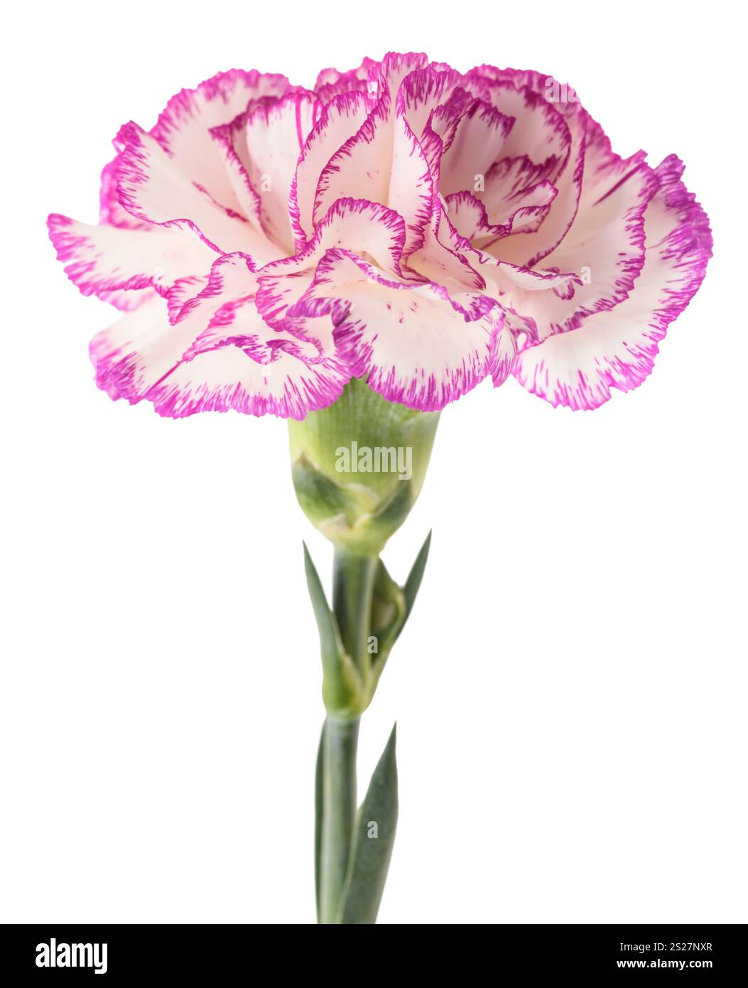 Garofano rosa e bianco isolato su sfondo bianco Foto Stock