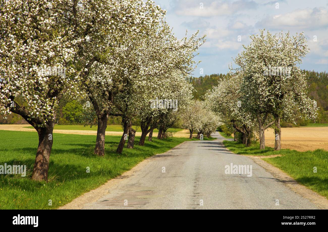 vista in primavera della strada e di un viale fiorito di alberi di mele Foto Stock