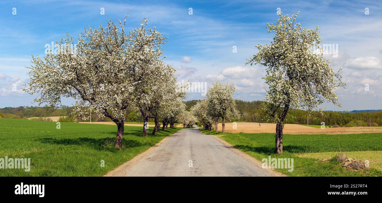 vista in primavera della strada e di un viale fiorito di alberi di mele Foto Stock