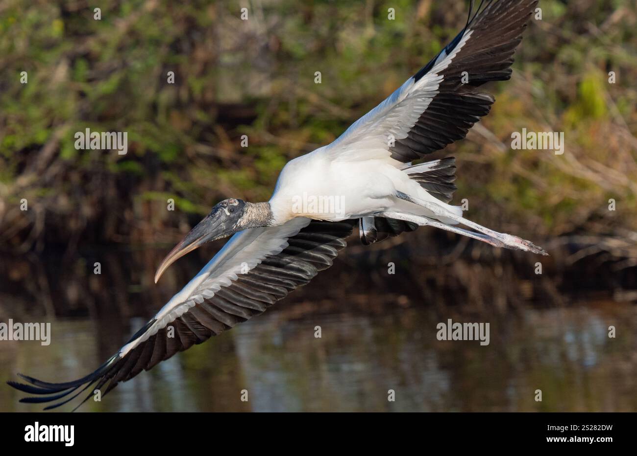 La cicogna di legno (Mycteria americana) in volo. La cicogna di legno è classificata come "meno preoccupante" dalla IUCN, ma è classificata "minacciata" negli Stati Uniti da Foto Stock