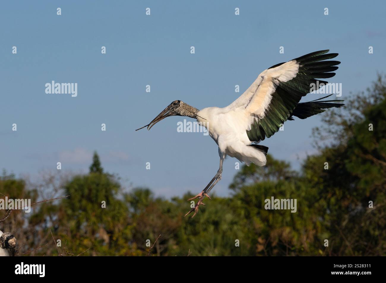 La cicogna di legno (Mycteria americana) torna al nido con materiali di nidificazione... La cicogna di legno è classificata come "minor preoccupazione" dalla IUCN, ma è c Foto Stock