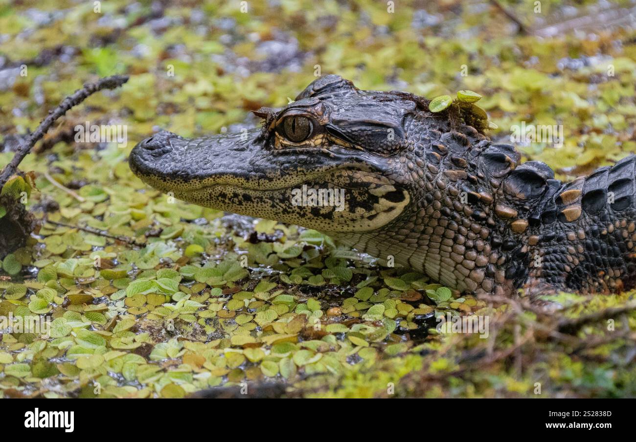 Alligatore americano (alligatore missippiensis). Primo piano dell'alligatore in erba anatra/. Foto Stock