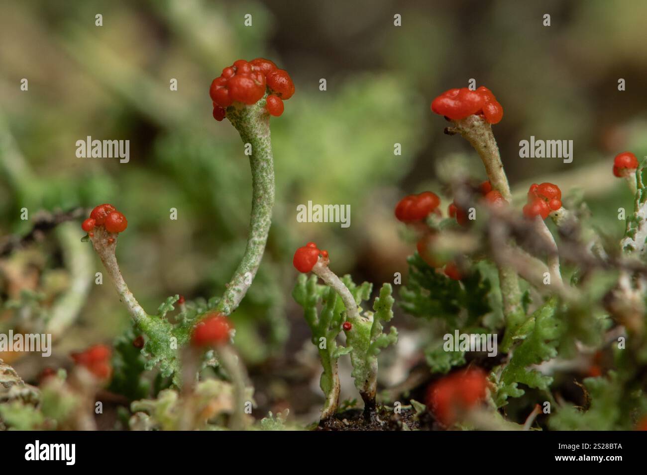 Una macro estrema che mostra i dettagli del lichene da vicino. Foto Stock