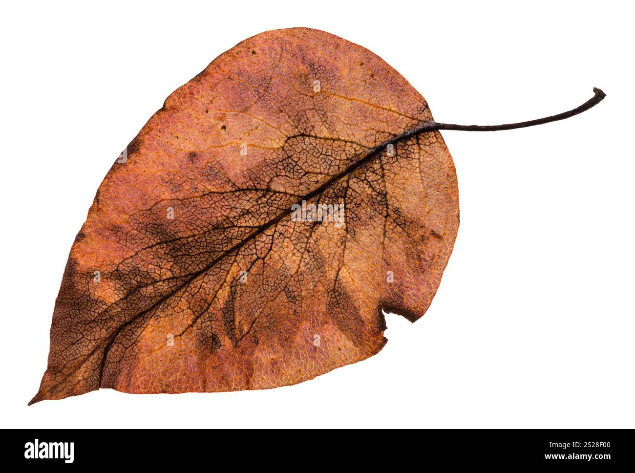 Il lato posteriore dell'autunno marcio foglia marrone di mela albero isolato su sfondo bianco Foto Stock