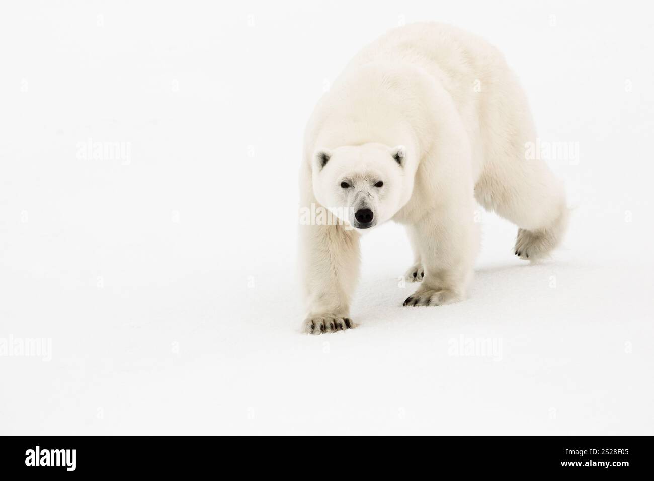 NORVEGIA. CIRCOLO POLARE ARTICO. ARCIPELAGO DELLE SVALBARD. UN ORSO POLARE SUL PAVIMENTO DI GHIACCIO Foto Stock