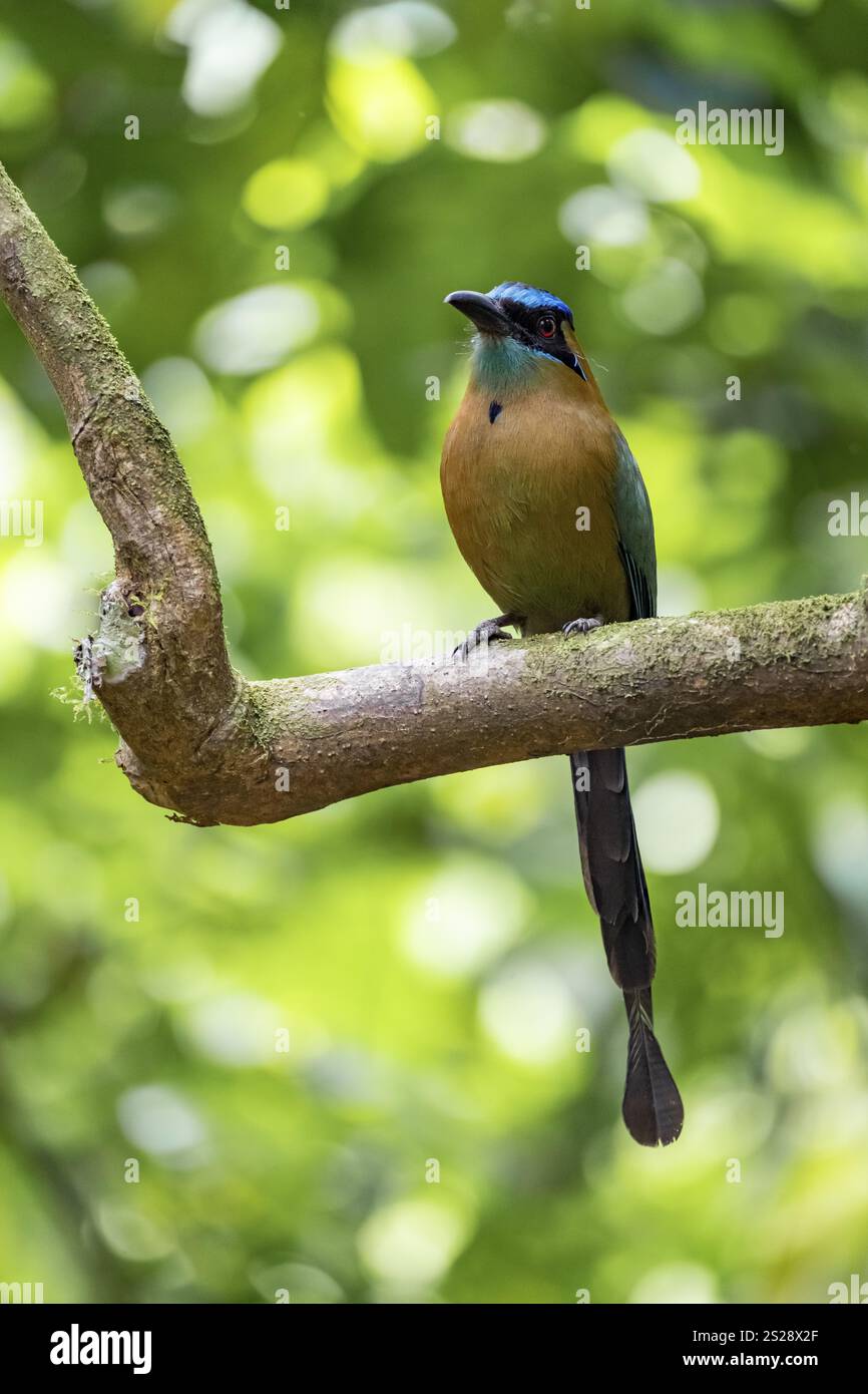 motmot dalla corona blu (Momotus lessonii), uccello colorato seduto su un ramo, foresta pluviale tropicale, Parco Nazionale del Corcovado, osa, Provincia di Puntarena, perché Foto Stock