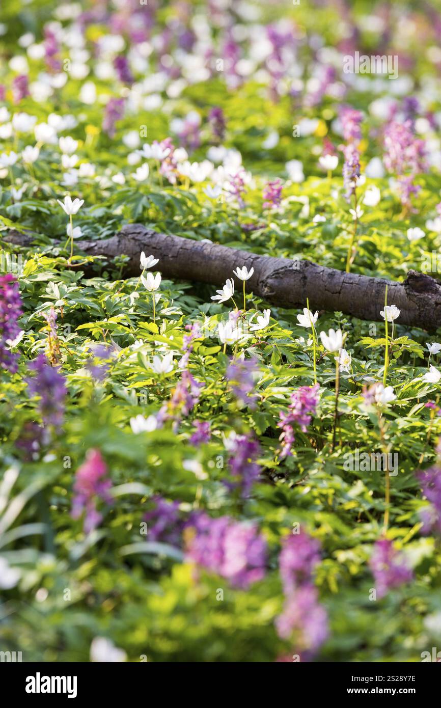 Larkspur (Corydalis) e anemone di legno (Anemone nemorosa) in fiore, terreno forestale in primavera, Sassonia, Germania, Europa Foto Stock