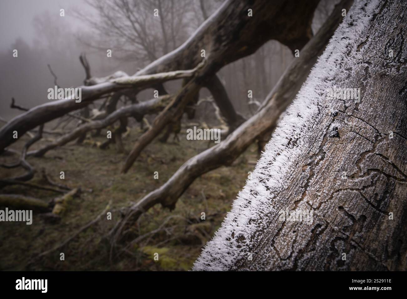 Tronco ricoperto di gelo e rami di un vecchio albero di quercia solitaria, con fulmini spaccati in una giornata fredda e nebbiosa, Hohenlohe, Baden-Wuerttemberg, Germania, Europa Foto Stock