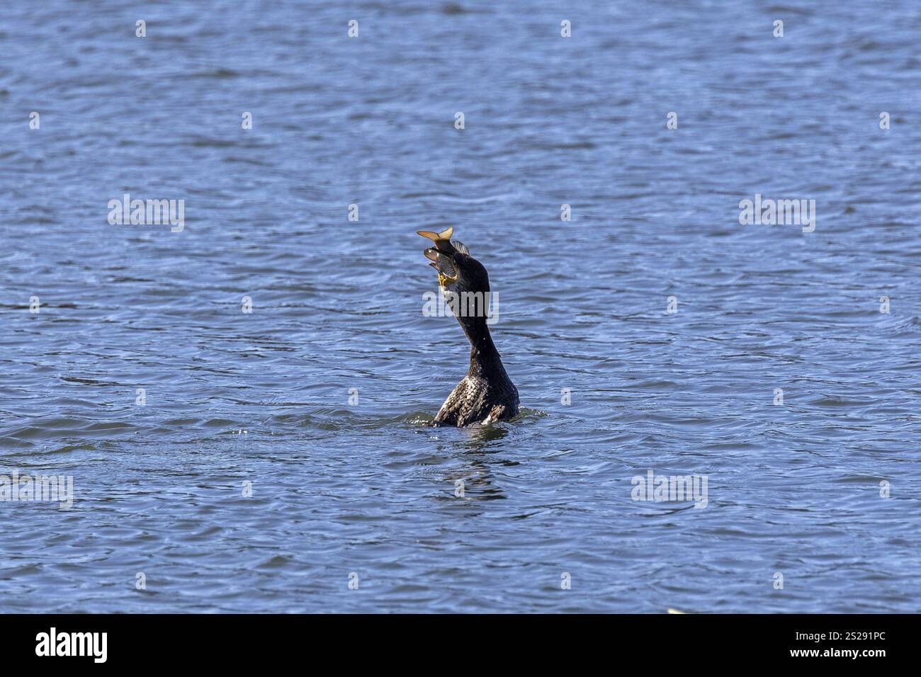 Cormorano (Phalacrocorax carbo) che divora il pesce in acqua, riserva naturale bolle di Magadino a Magadino, Ticino, Svizzera, Europa Foto Stock