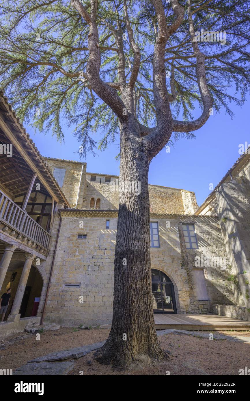 Cortile con albero nell'Abbazia di Sainte Marie a Lagrasse, dipartimento Aude, Francia, Europa Foto Stock