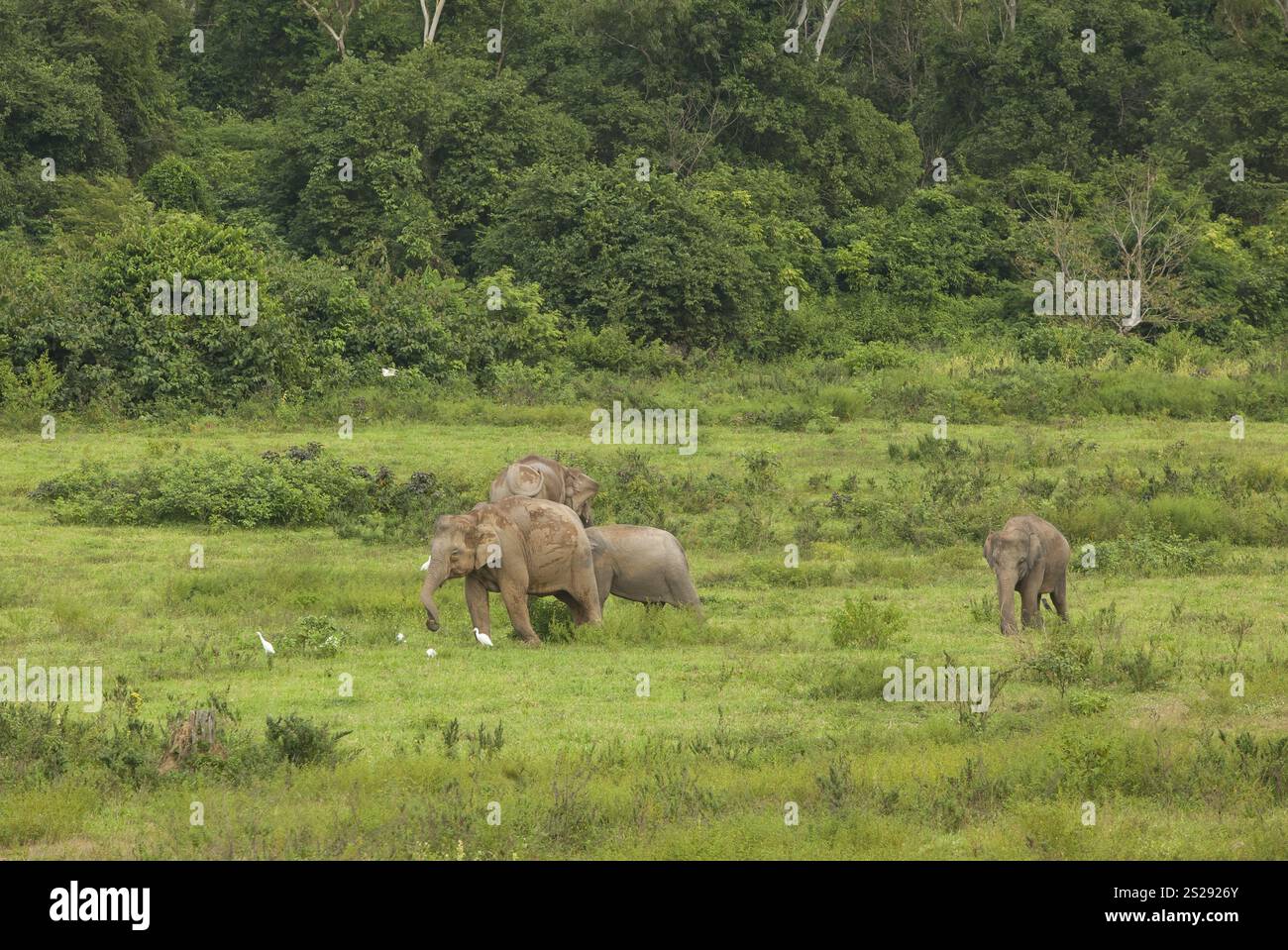 Elefanti indiani (Elephas maximus indicus), Khiri Khan, Hua Hin, Parco nazionale di Kui Buri, Thailandia, Asia Foto Stock