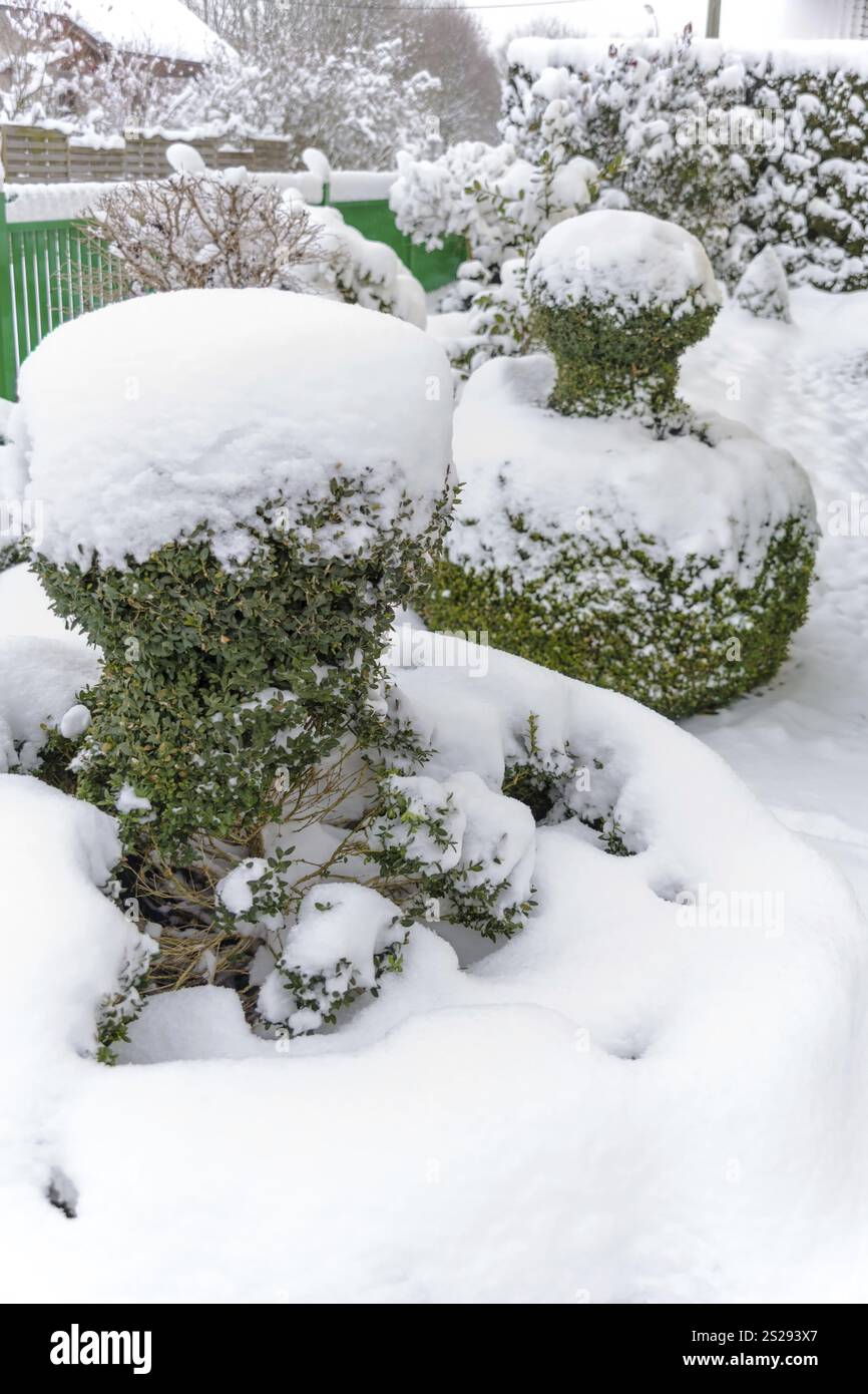 Arbusto ornamentale ricoperto di neve, foto simboliche per l'inverno, danni dovuti al gelo e dormienza invernale in Austria Foto Stock