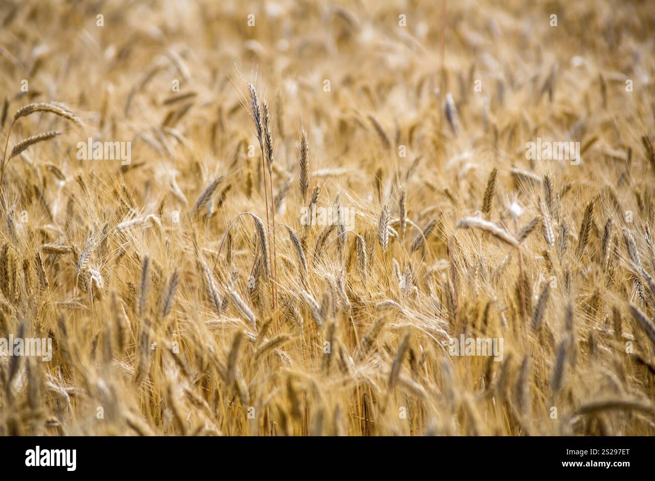 Un campo con grano in estate. Raccolto in agricoltura Austria Foto Stock