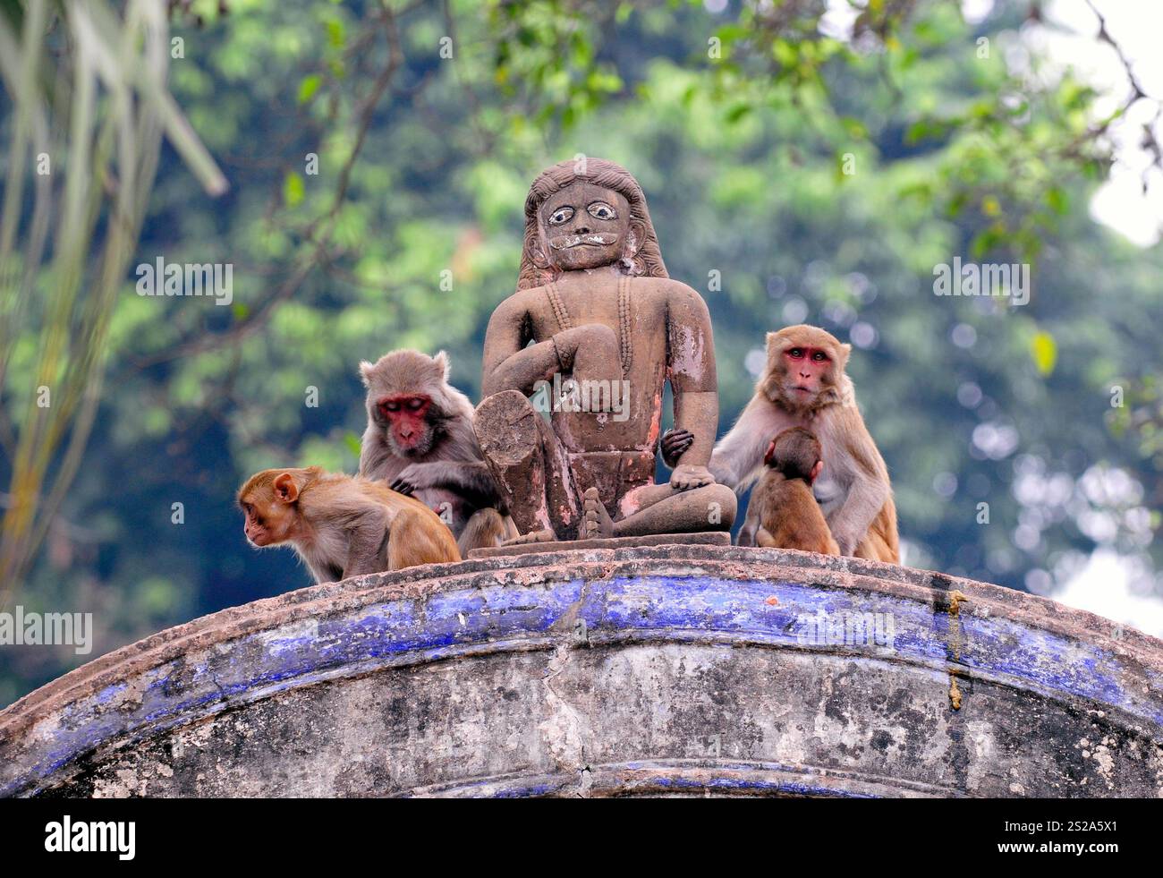 Macachi rhesus che giocano su un cancello di un tempio indù ad Ayodhya, Uttar Pradesh, India. Foto Stock