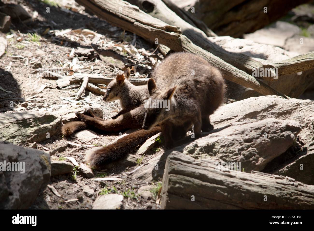 I wallaby rocciosi dalla coda a spazzola hanno una striscia bianca a guancia e una striscia nera dalla fronte alla parte posteriore della testa. Foto Stock