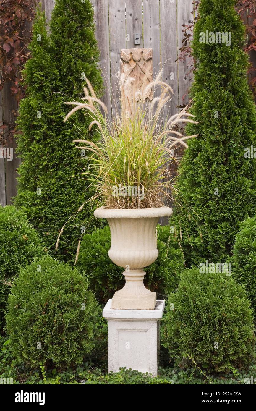 Piantatrice di urne a piedistallo beige con Pennisetum - erba fontana circondata da Thuja a forma di globo e colonnare - alberi di cedro e arbusti nel giardino sul retro. Foto Stock