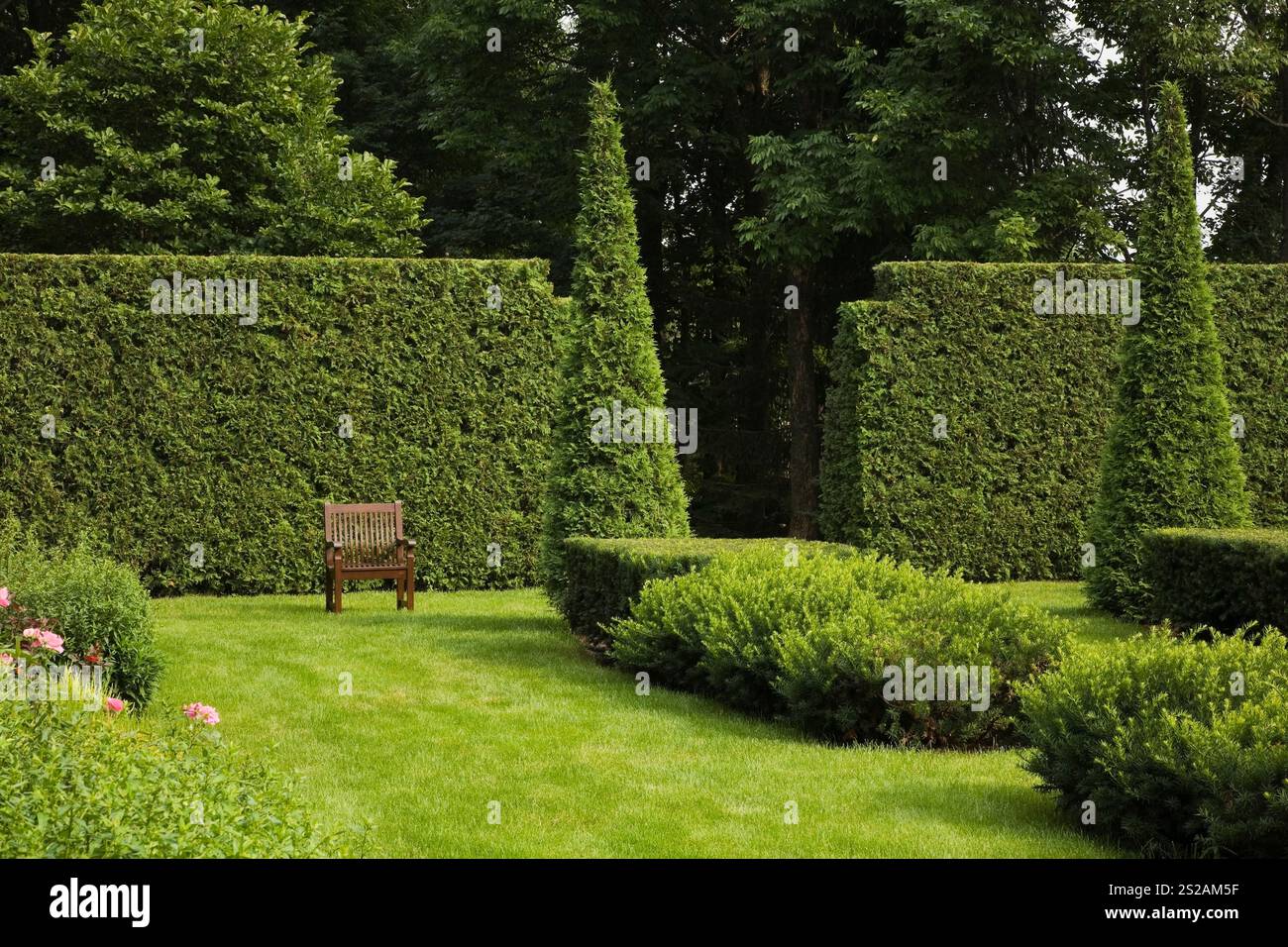Panca in legno marrone su prato verde curato con Thuja ritagliata - alberi di cedro e siepi nel giardino formale sul retro in estate. Foto Stock