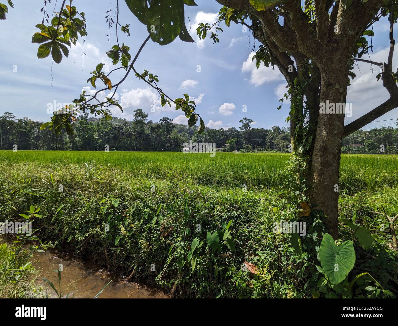 Villaggio rurale Paddy Feild | Immagina di svegliarti davanti a questa vista ogni mattina. La brezza dolce, i suoni della natura e il verde vibrante del riso - Immagine stock catturata con smartphone