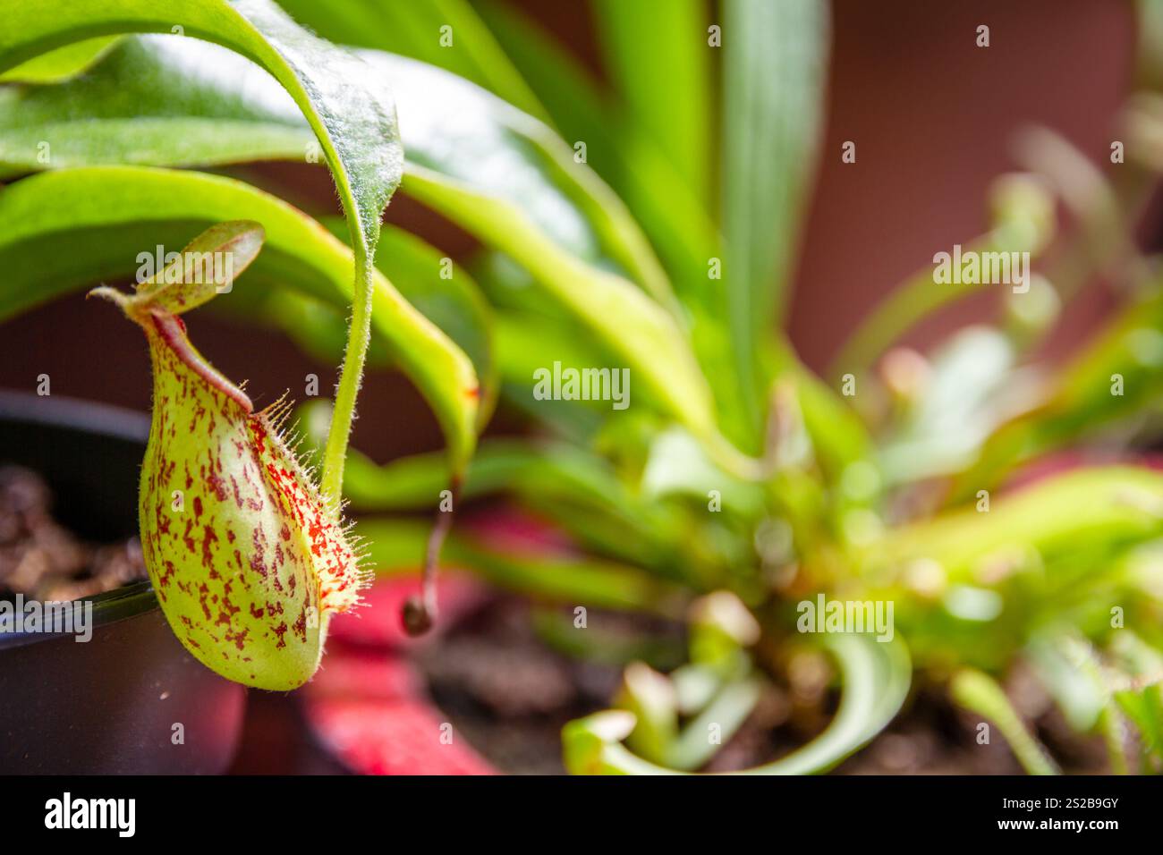 Nepenthes pianta carnivora. Primo piano dello sfondo della vista Foto Stock