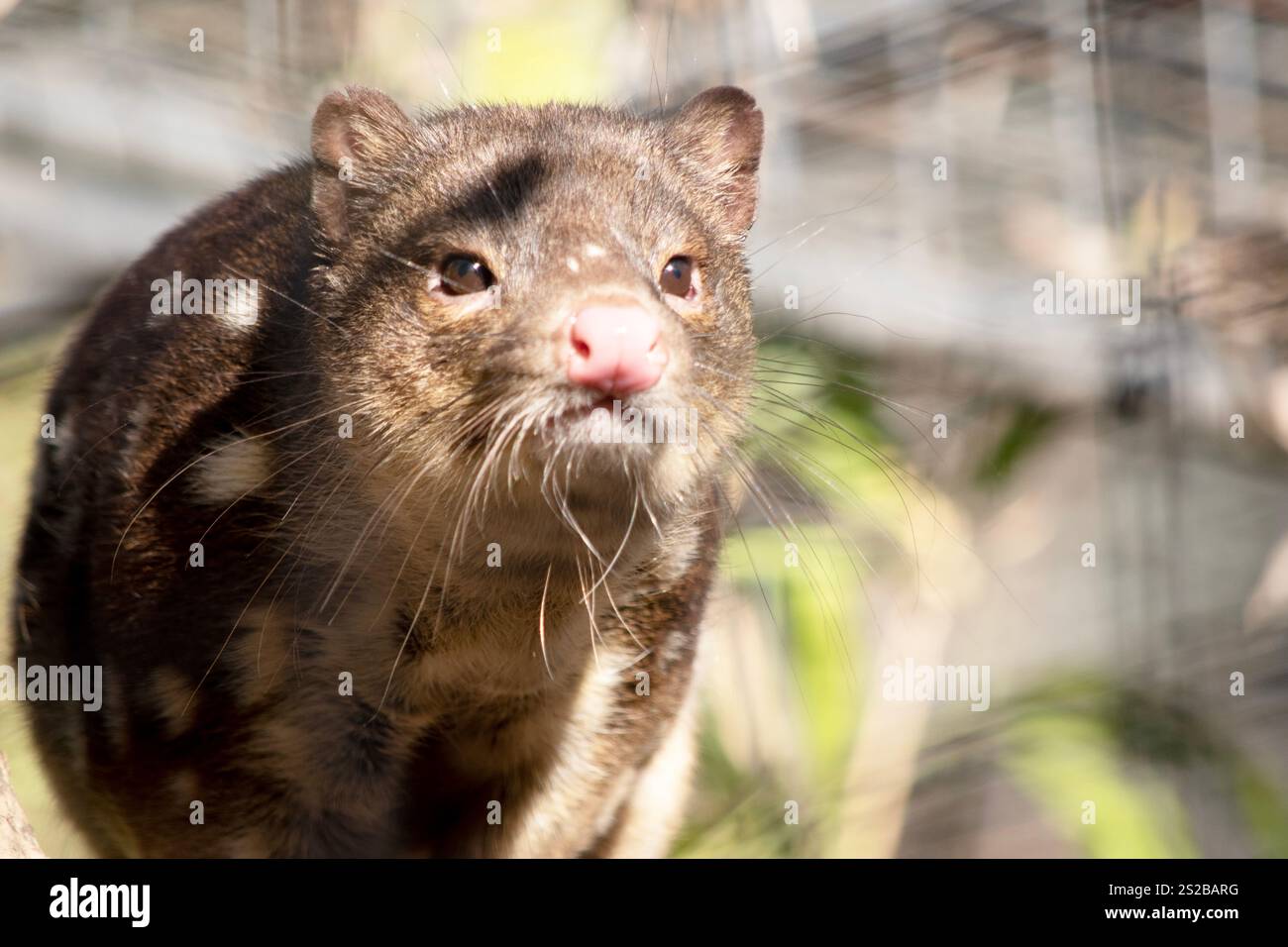 I Quoll dalla coda maculata sono marsupiali che hanno una pelliccia dal rosso intenso al marrone scuro e ricoperti da macchie bianche sul retro che continuano lungo la coda. Foto Stock