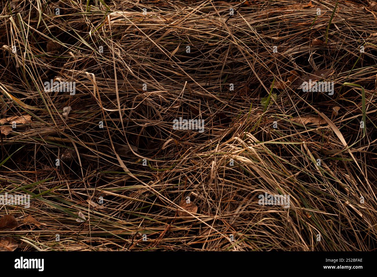 Erba asciutta, lunga e pendente che ondeggia delicatamente nella brezza, mostrando la bellezza della semplicità della natura Foto Stock