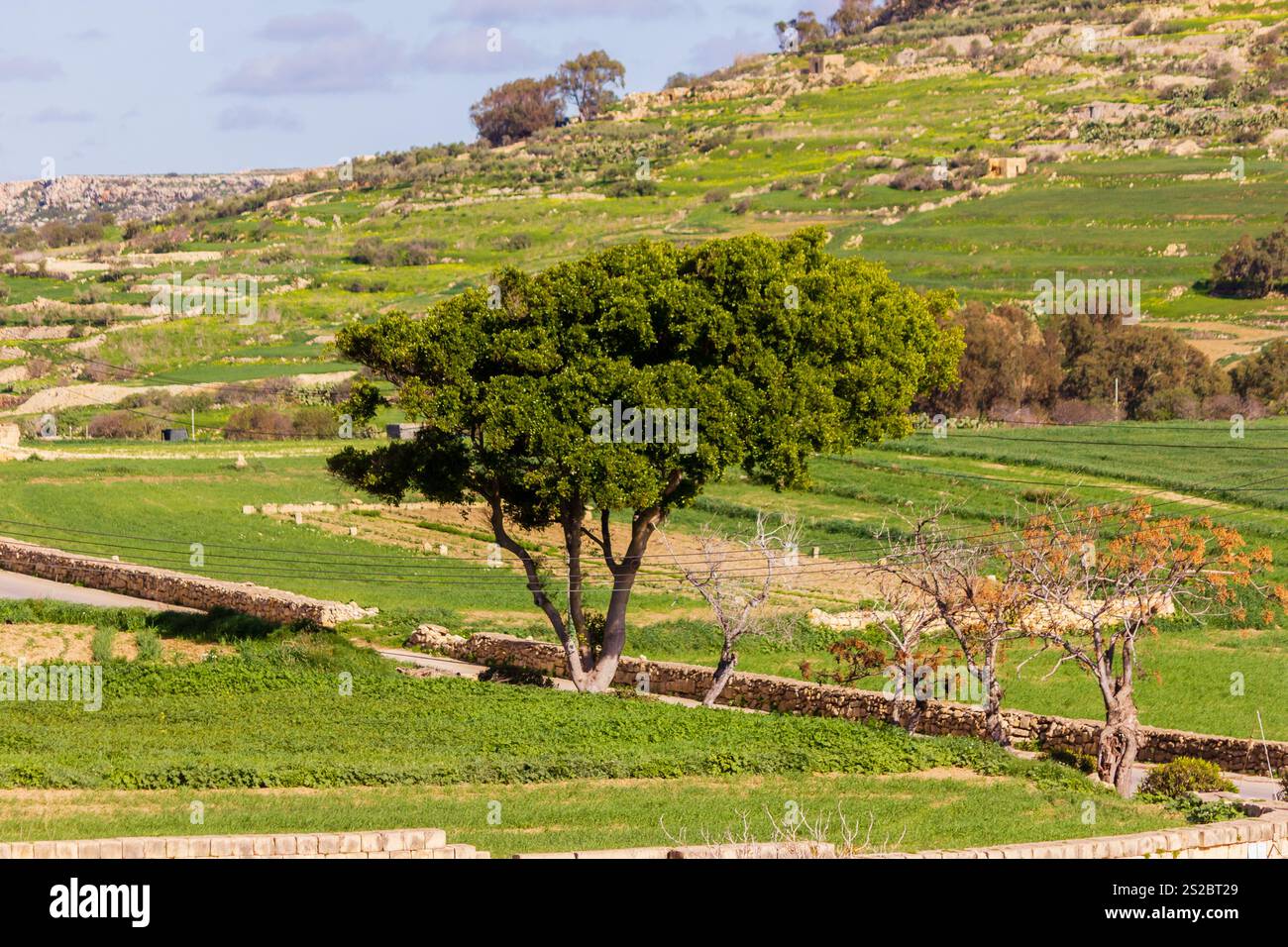 Splendido paesaggio rurale caratterizzato da campi erbosi, un vasto e vibrante albero verde e dolci colline che creano un ambiente armonioso e sereno. Foto Stock