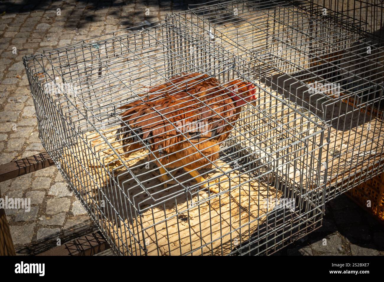 Pollo bruno e gabbia di ferro in gabbia e rinchiuso per la vendita in un mercato di Trancoso Portogallo Foto Stock
