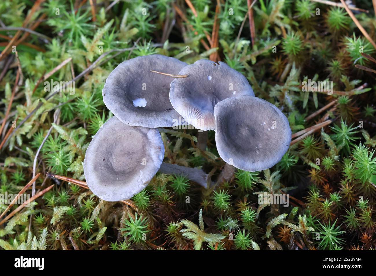 Cantharellula umbonata, comunemente nota come megattere, fungo selvatico proveniente dalla Finlandia Foto Stock