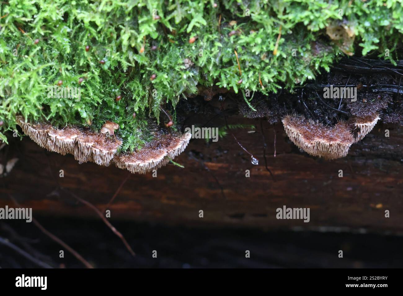 Gloiodon strigosus, raro fungo da denti dalla Finlandia, nessun nome inglese comune Foto Stock