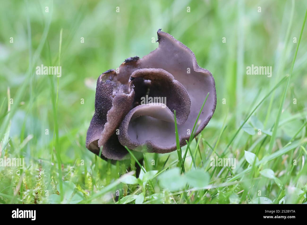 Helvella pezizoides, fungo da sella dalla Finlandia, nessun nome inglese comune Foto Stock