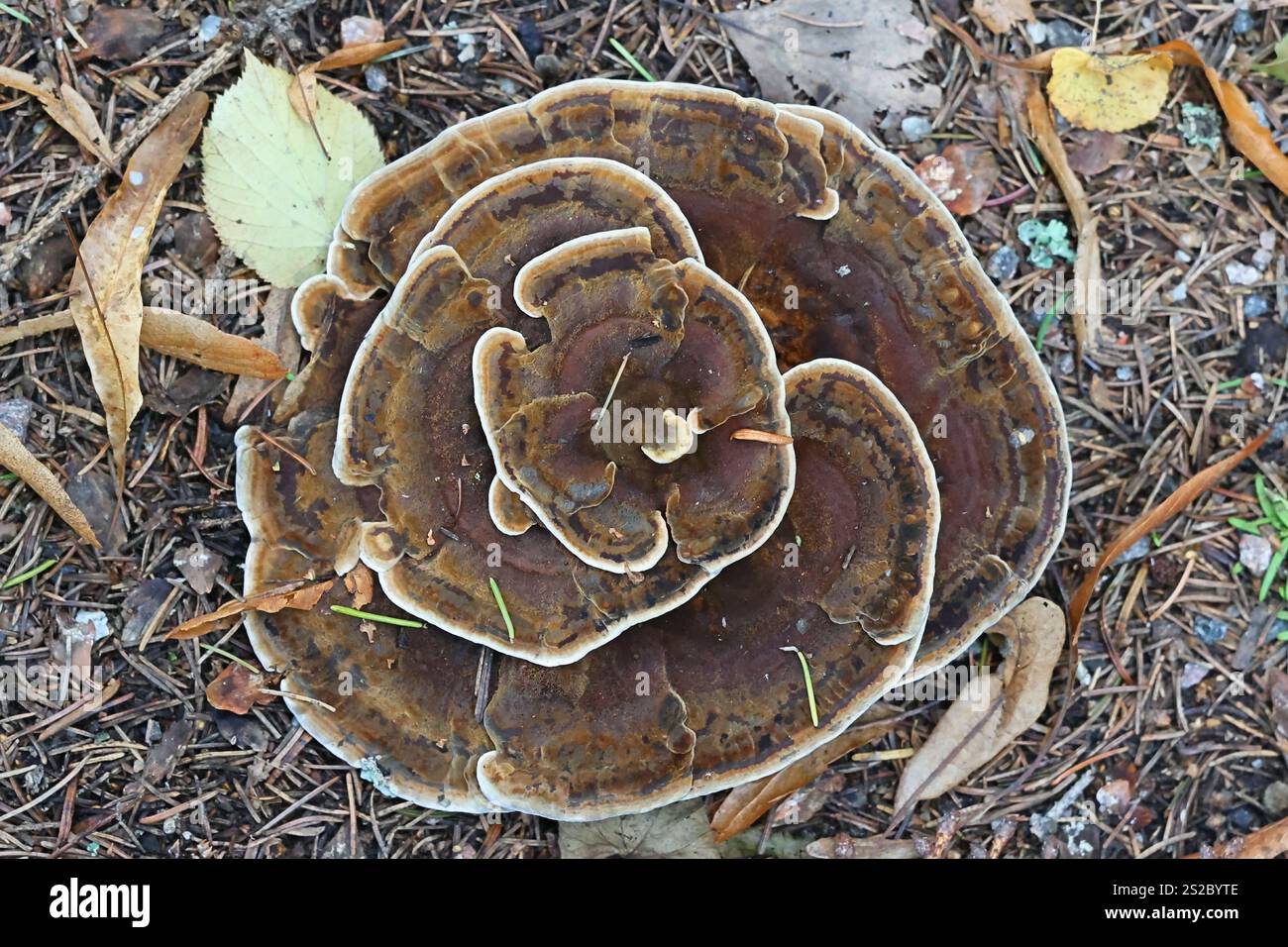 Pelloporus tomentosus, noto come Velvet Rosette, fungo selvatico dei pori dalla Finlandia Foto Stock