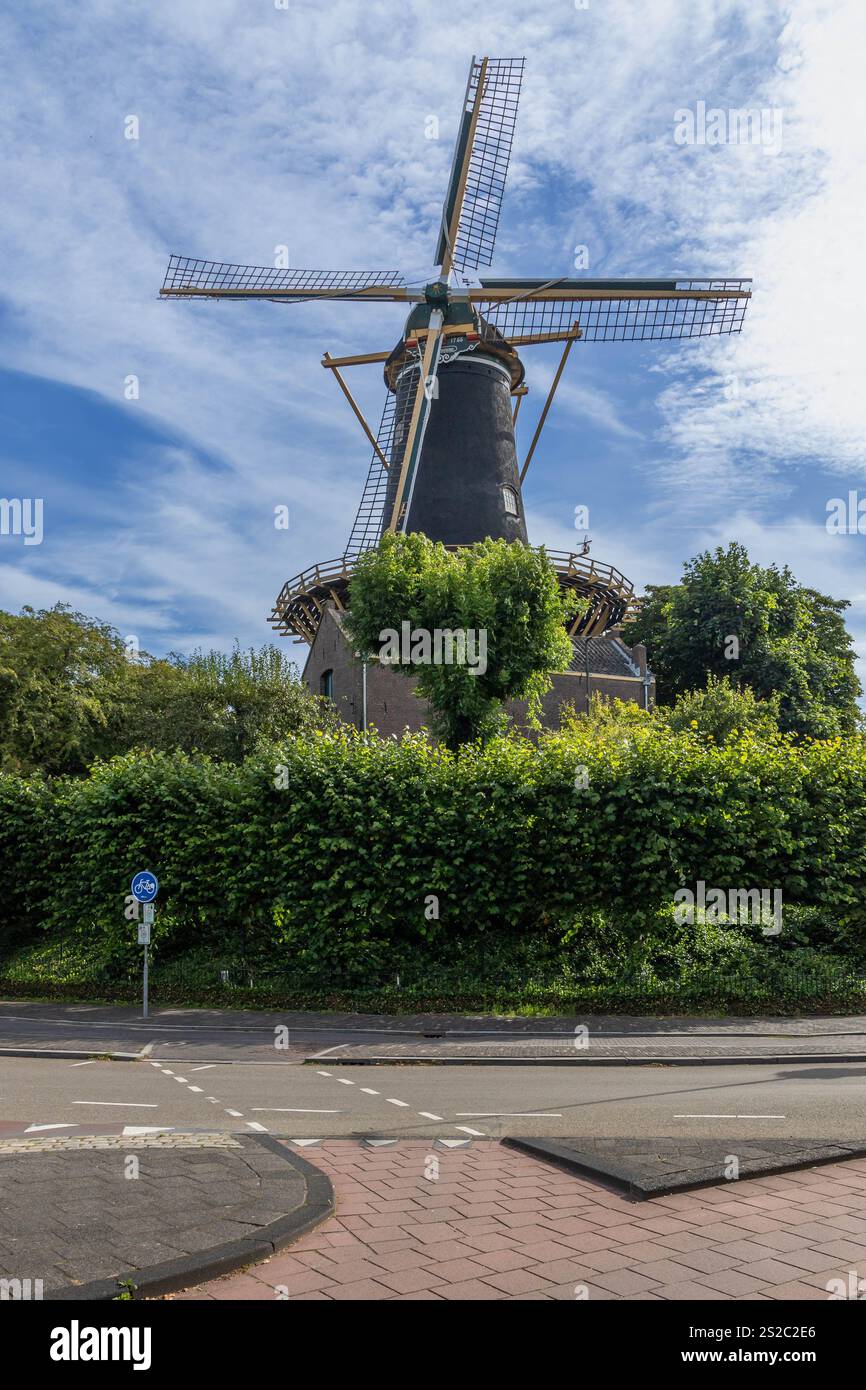 Mulino a vento Woerden Paesi Bassi "De Windhond" nel 1984 il mulino è stato restaurato e oggi è ancora in uso come mulino per mais. Foto Stock