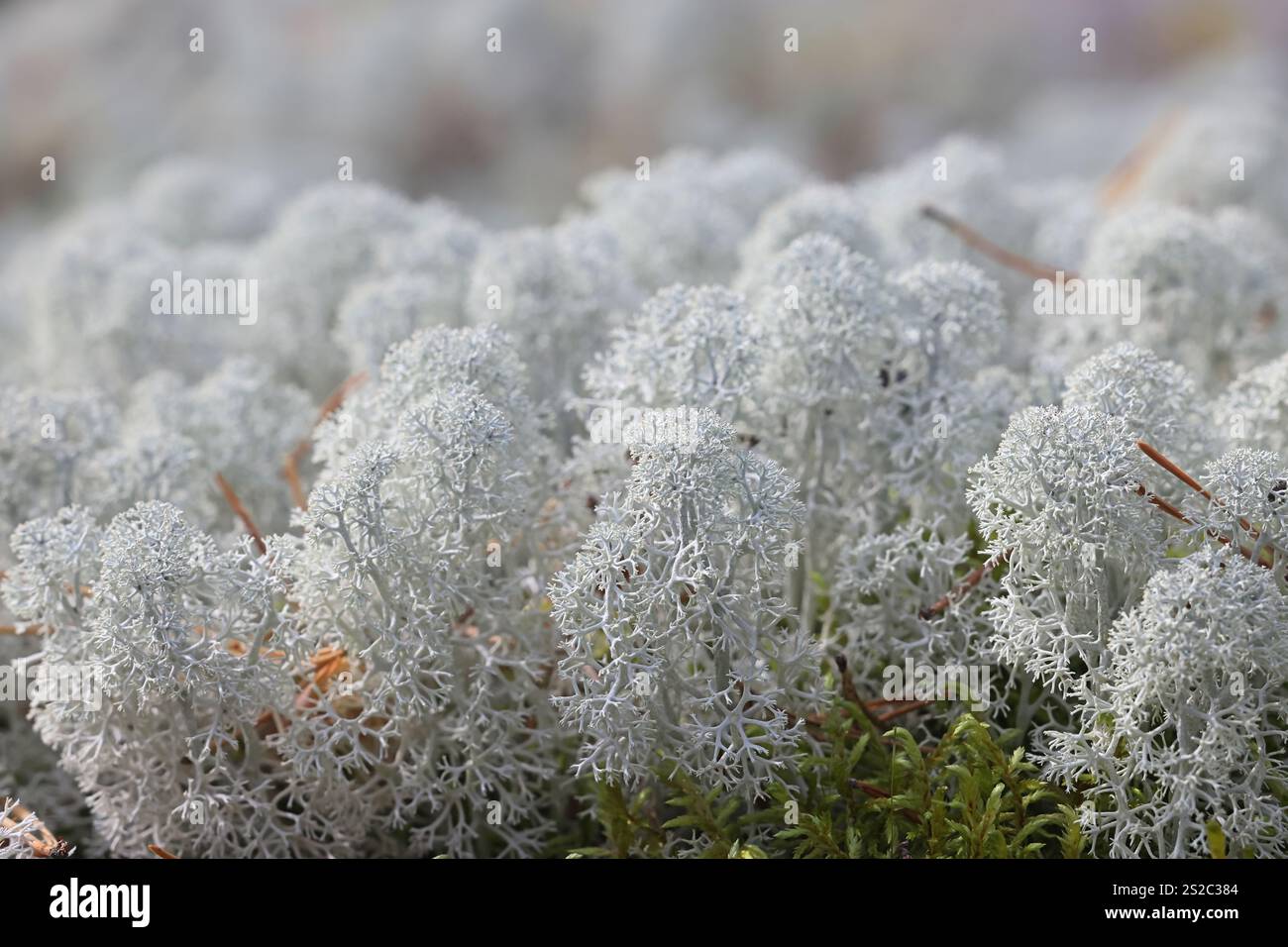 Cladonia stellaris, comunemente nota come renna Lichen con punta a stella, importante fonte di cibo per renne e caribù Foto Stock