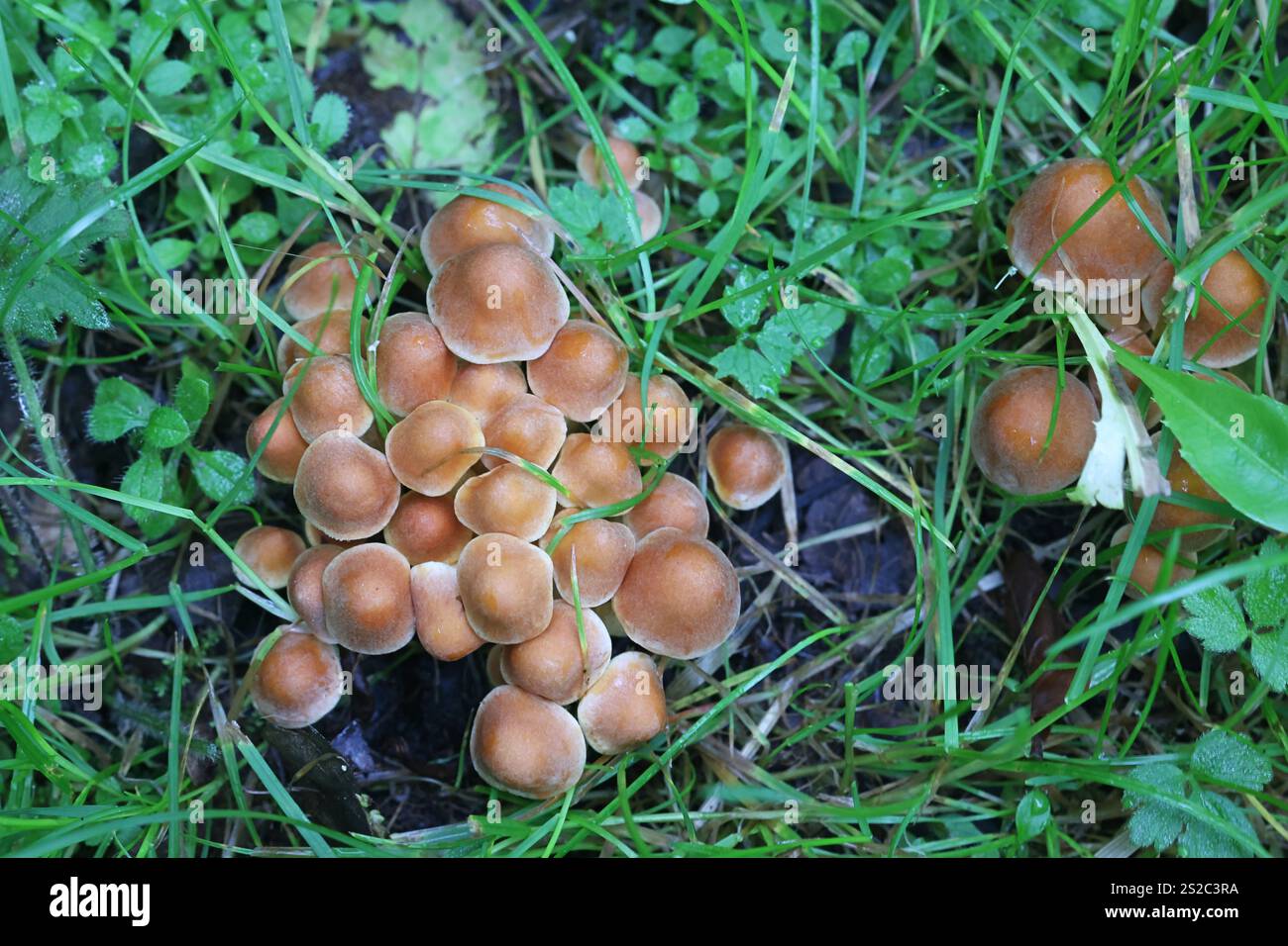Hypholoma lateritium, comunemente noto come ciuffo di mattoni, fungo selvatico dalla Finlandia Foto Stock