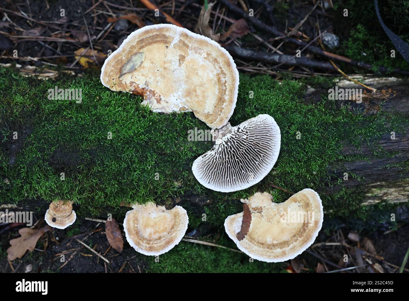 Daedalea quercina, comunemente nota come quercia mazegill o fungo labirinto, poliporo proveniente dalla Finlandia Foto Stock