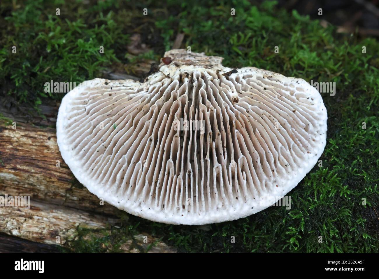 Daedalea quercina, comunemente nota come quercia mazegill o fungo labirinto, poliporo proveniente dalla Finlandia Foto Stock