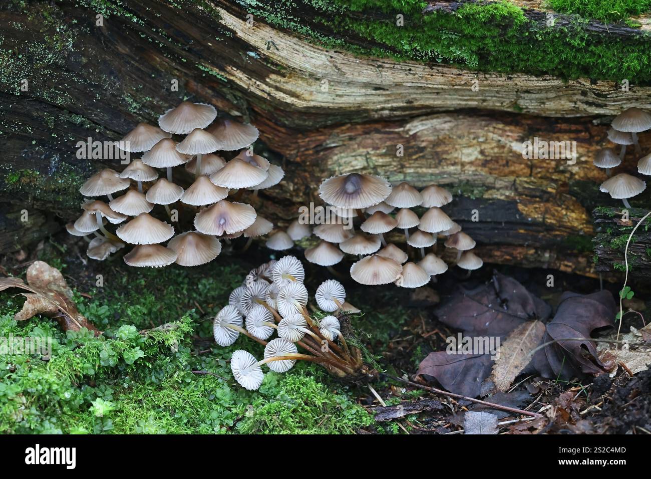 Mycena inclinata, comunemente nota come cappellino a grappolo o cappellino di quercia, fungo selvatico proveniente dalla Finlandia Foto Stock