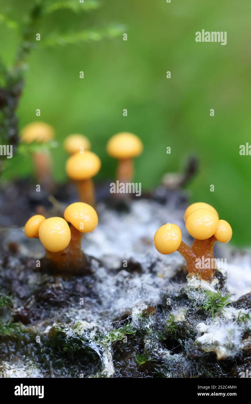 Lepidoderma tigrinum, comunemente noto come muffa a fessura di tigre maculata Foto Stock