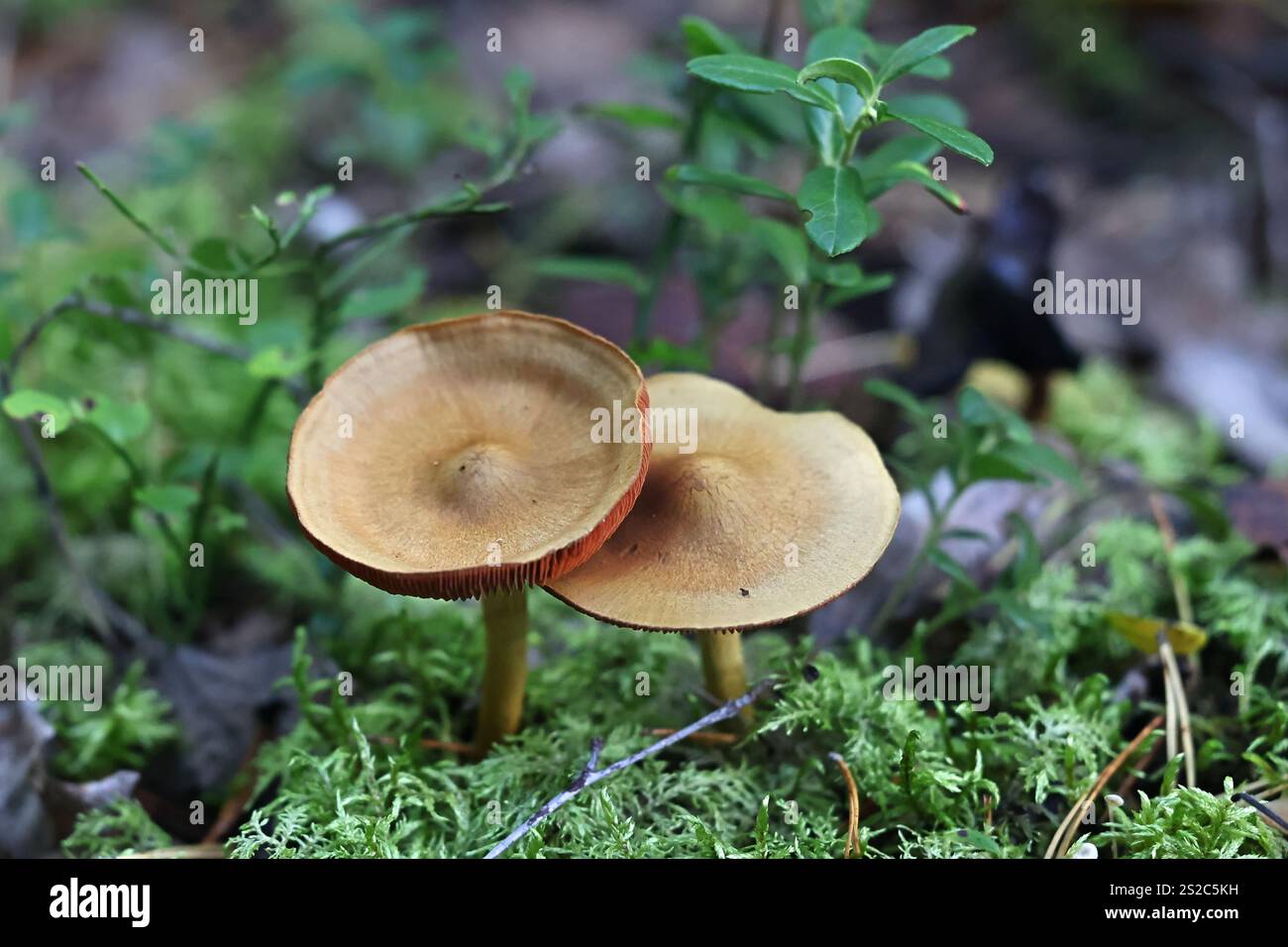 Cortinarius semisanguineus, comunemente noto come Surprise webcap o Red-Gilled webcap, funghi selvatici della Finlandia Foto Stock