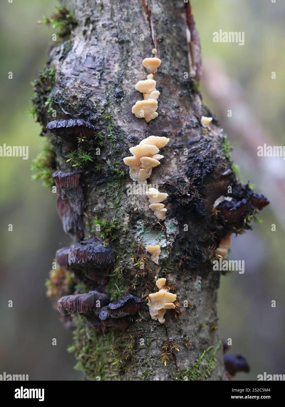 Antrodiella serpula, fungo polpo che cresce sul nocciolo in Finlandia, nessun nome inglese comune Foto Stock
