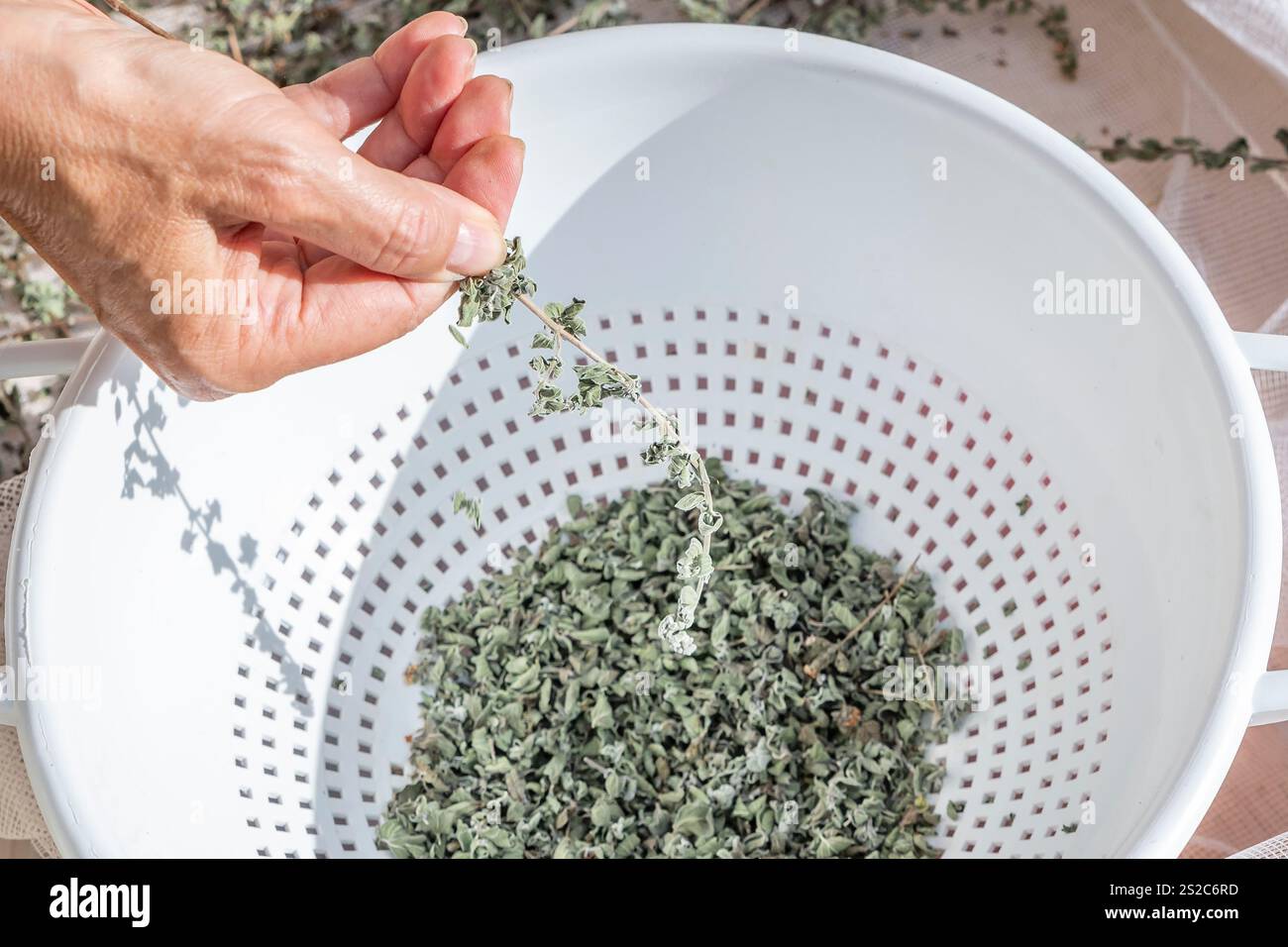 Le foglie di origano essiccate vengono raccolte in un contenitore spostando le dita lungo il ramoscello della pianta Foto Stock
