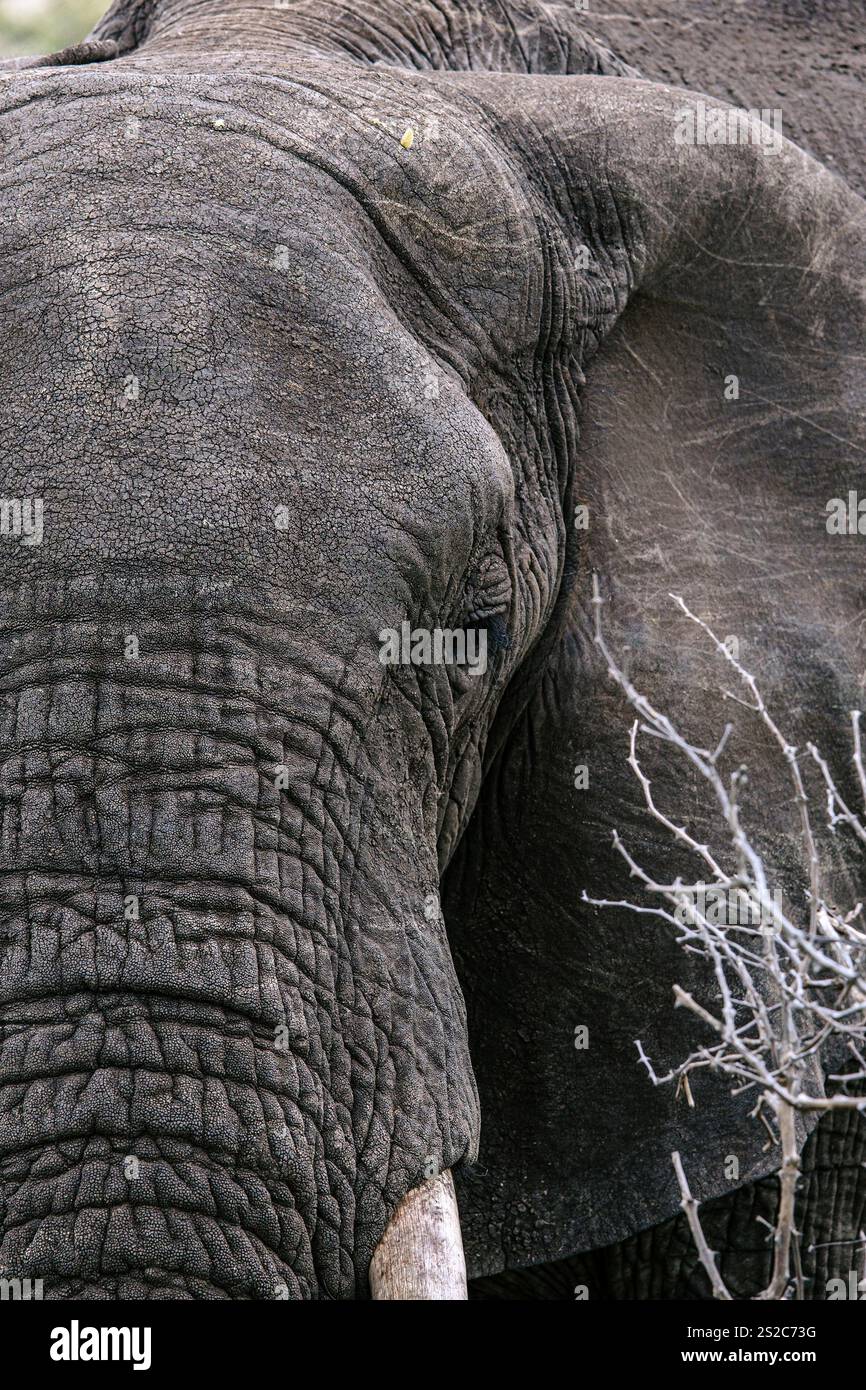 Primo piano della testa di elefante africano, occhi, zanne e pelle grigia dettaglio di primo piano. fauna selvatica sullo sfondo verticale. Carta da parati della natura selvaggia. Kruger Nat Foto Stock