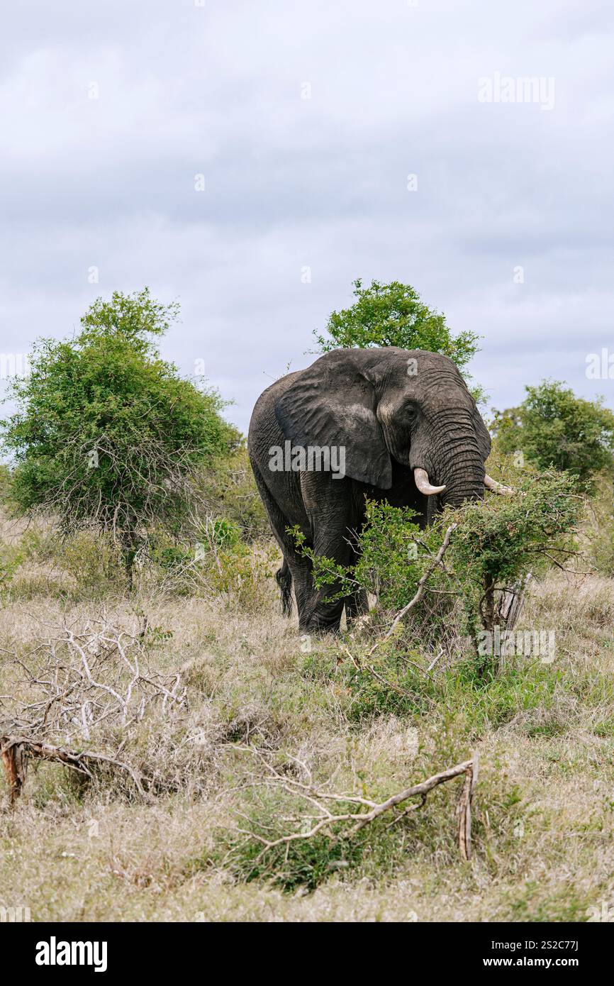 l'elefante africano sorge tra alberi e arbusti in un habitat naturale, la savana. orecchie grandi, zanne prominenti, pelle ruvida e rugosa sono chiaramente visibili. ove Foto Stock