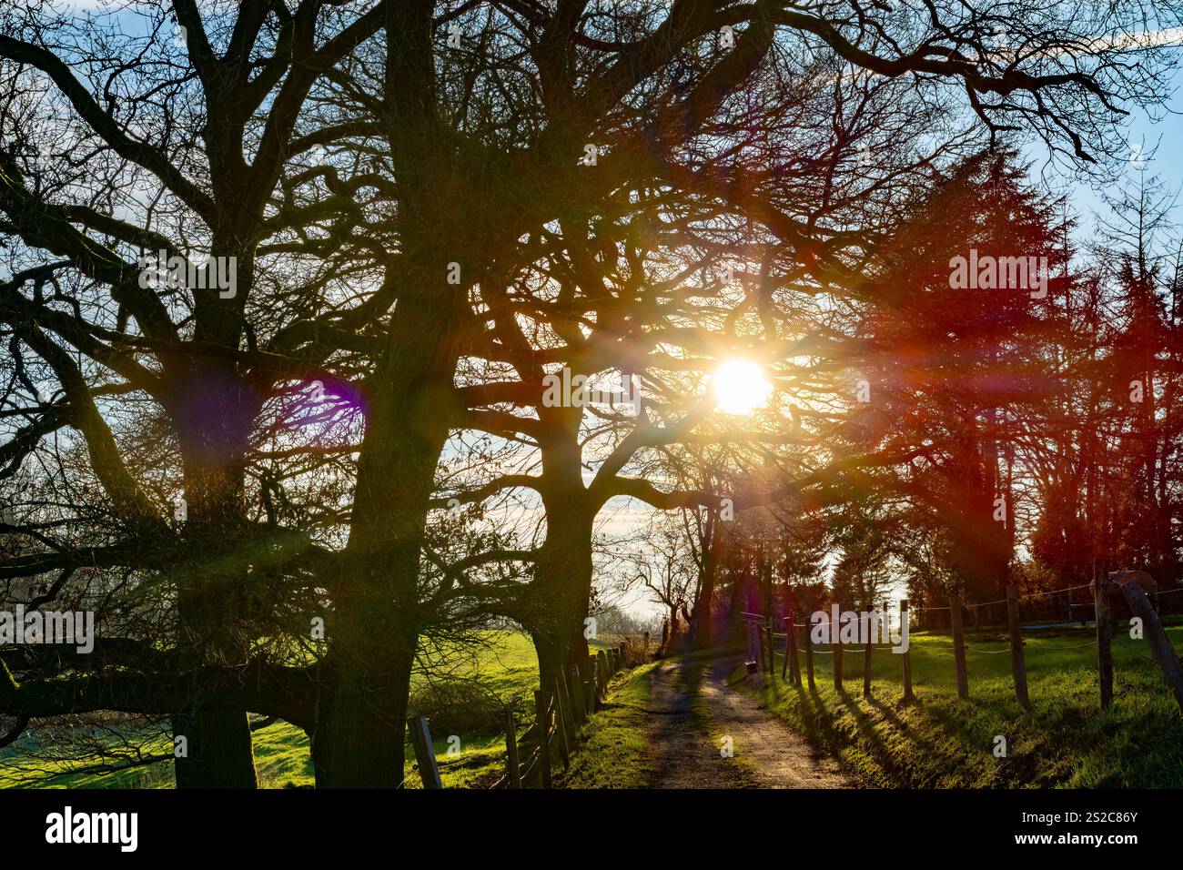 La luce del sole dorata filtra tra i rami di alberi torreggianti, illuminando una corsia di campagna. Foto Stock