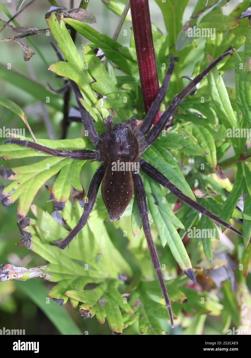 Dolomedes plantarius, noto come grande ragno zattera o ragno zattera, nido di guardia femminile Foto Stock