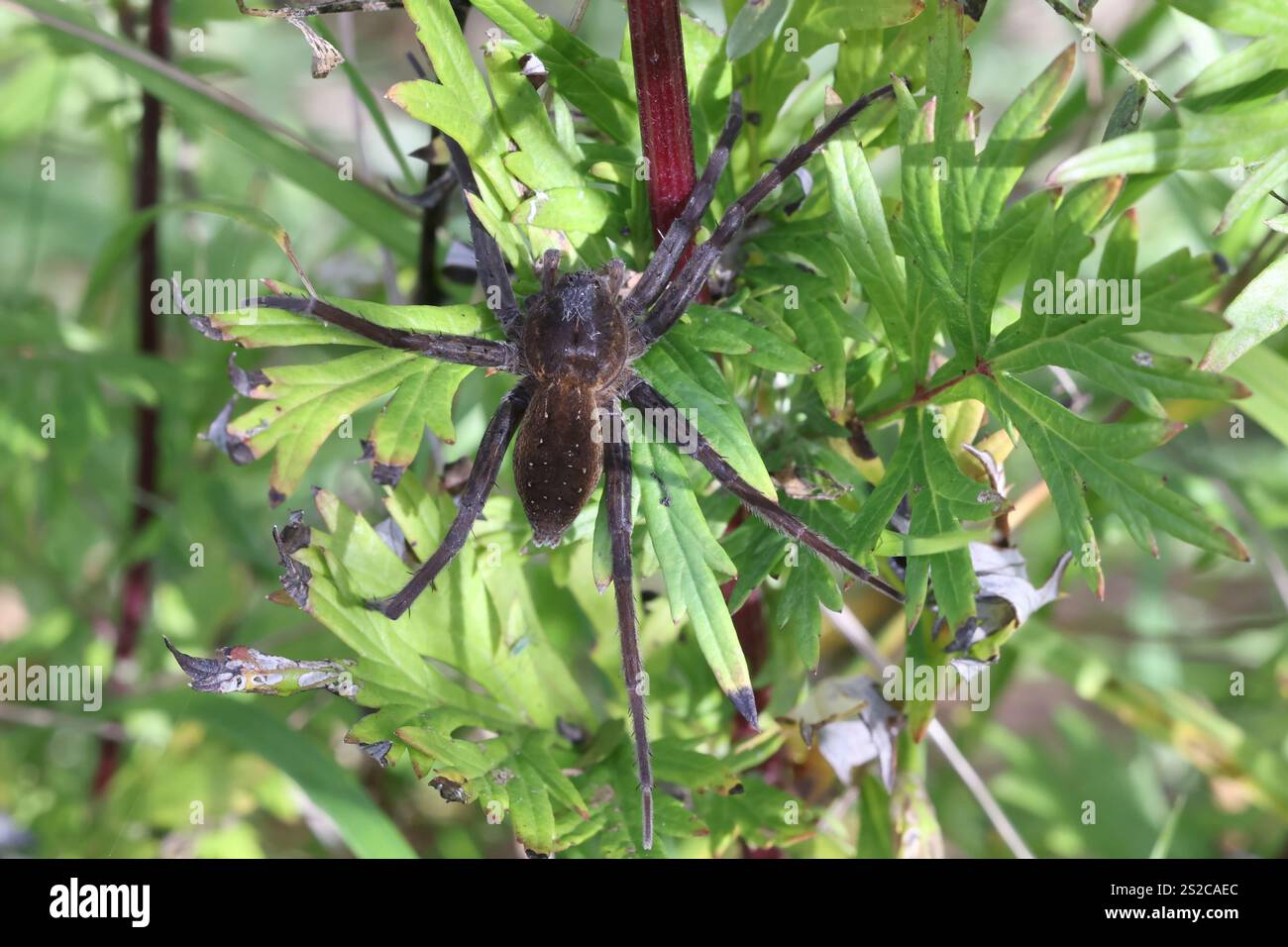 Dolomedes plantarius, noto come grande ragno zattera o ragno zattera, nido di guardia femminile Foto Stock