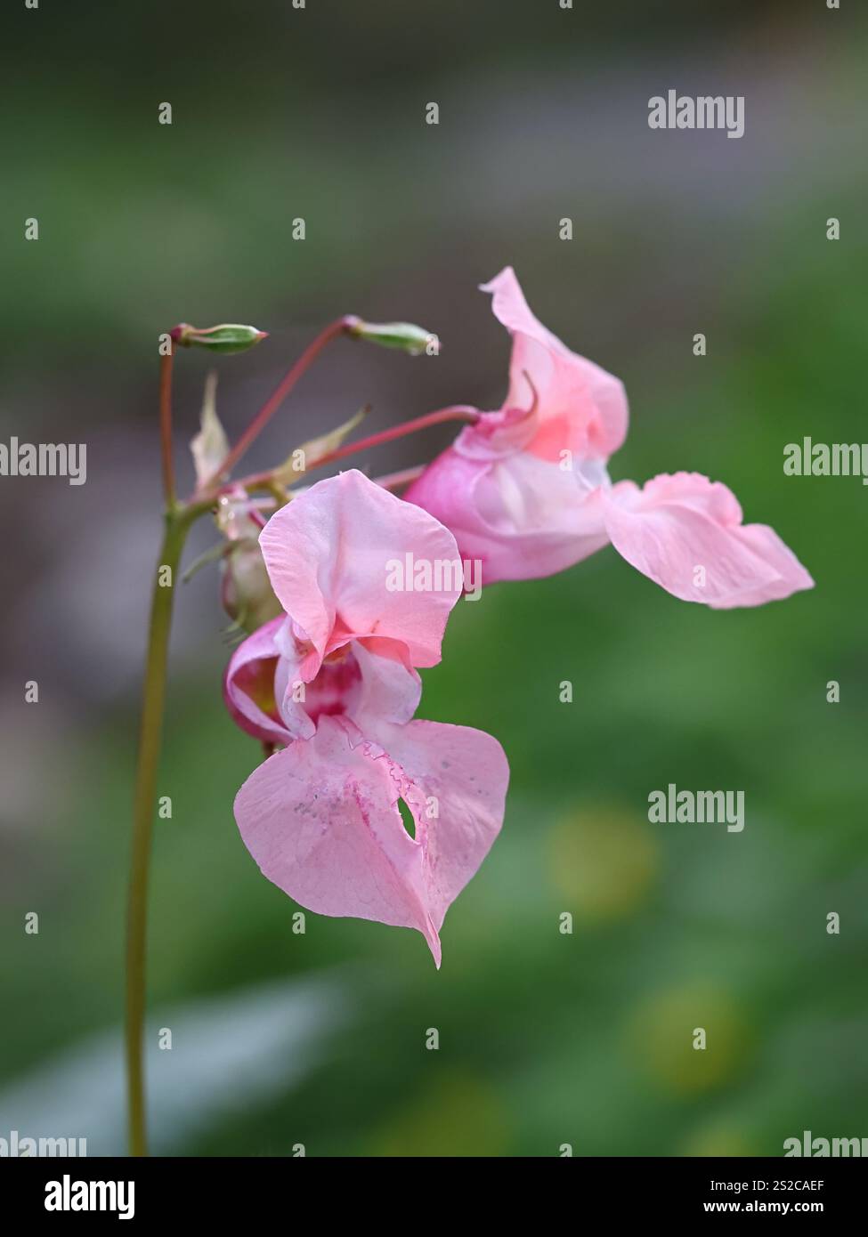 Impatiens glandulifera, comunemente noto come Balsam himalayano, pianta selvatica invasiva proveniente dalla Finlandia Foto Stock