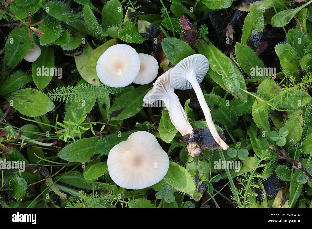Cuphophyllus virgineus, comunemente noto come cappa di cera innevata, fungo selvatico proveniente dalla Finlandia Foto Stock