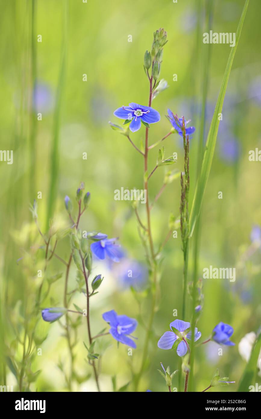 Veronica chamaedrys, comunemente nota come Germander speedwell o Bird's-Eye speedwell, pianta selvatica finlandese Foto Stock